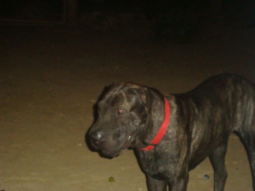 Era de Noche, por eso sale muy Oscuro, es una mezcla Weimaraner con sharpei.